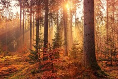 Timber City 2026: Knowledge, Trends, Opportunities